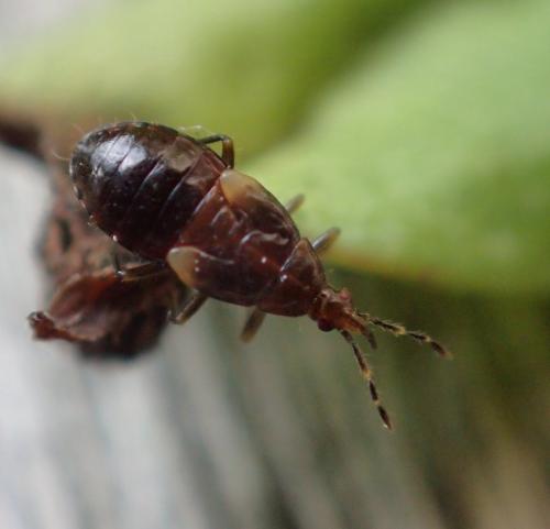 Réf. 198 929 : Anthocoris sp.